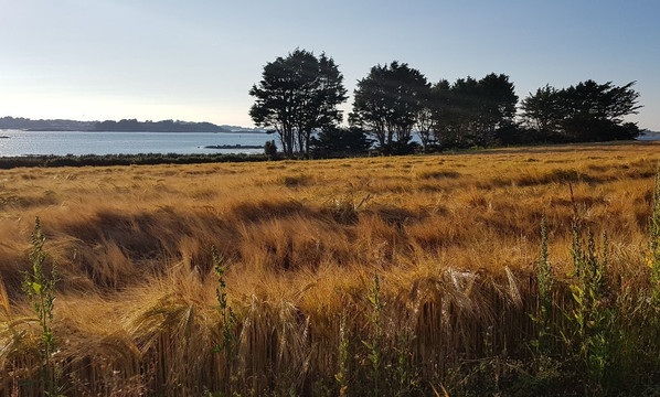 Allée couverte de Men Ar Rompet-Kerbors必去景点