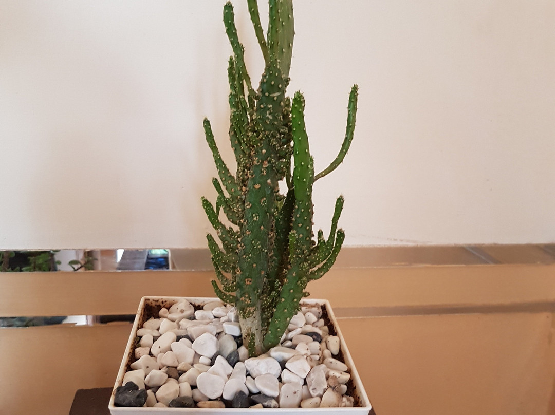 Sunrise Traditional Hotel主图