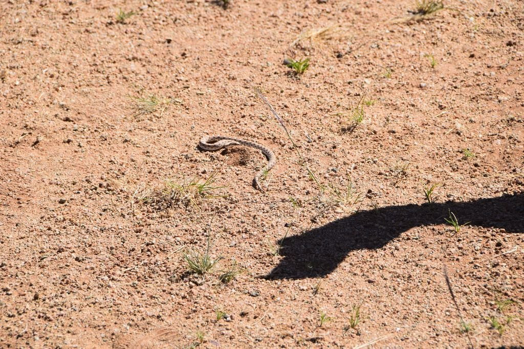 Namib Carnivore Conservation Centre-Solitaire必去景点