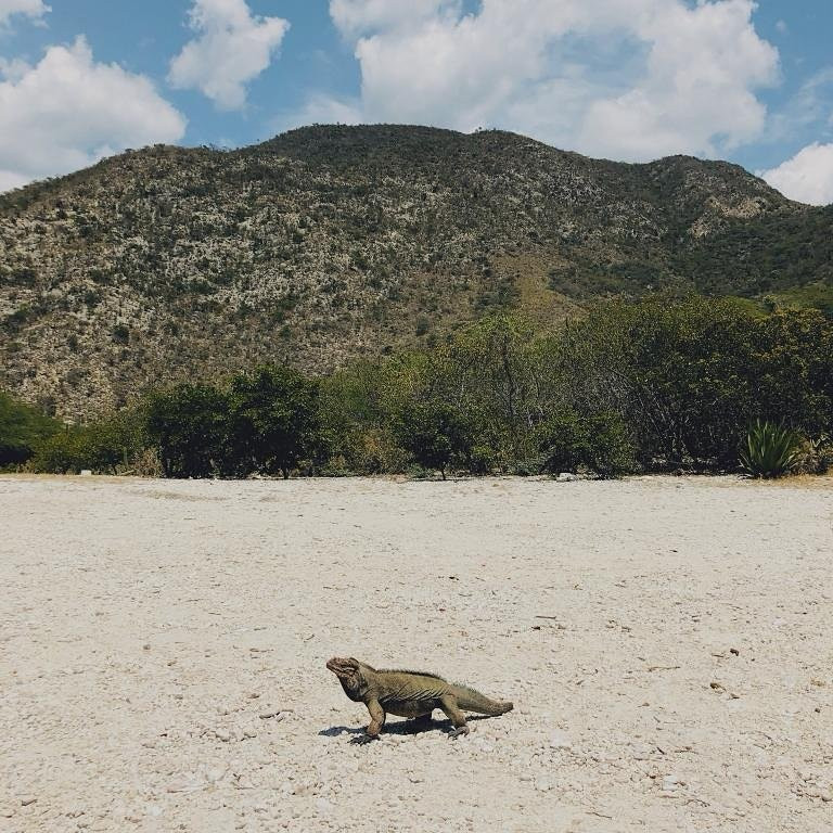 Lake Enriquillo (Lago Enriquillo)-多米尼加共和国必去景点