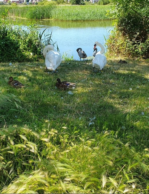 Radipole Park and Gardens景点图片