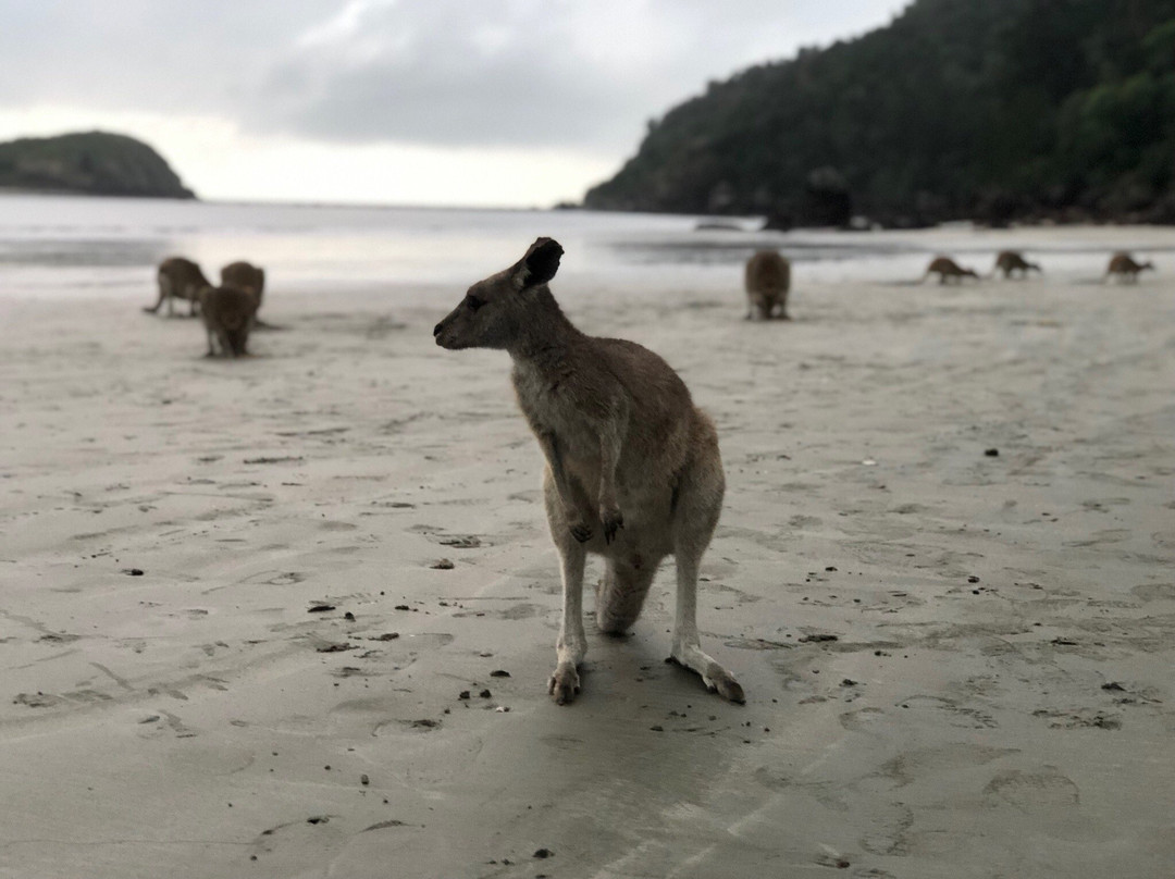 Mackay Region Visitor Information Centre Tours-Cape Hillsborough必去景点