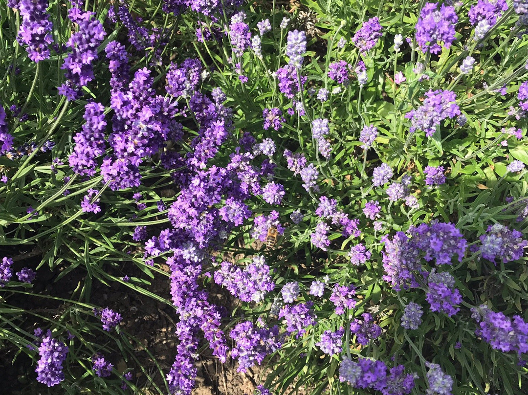 Somerset Lavender景点图片