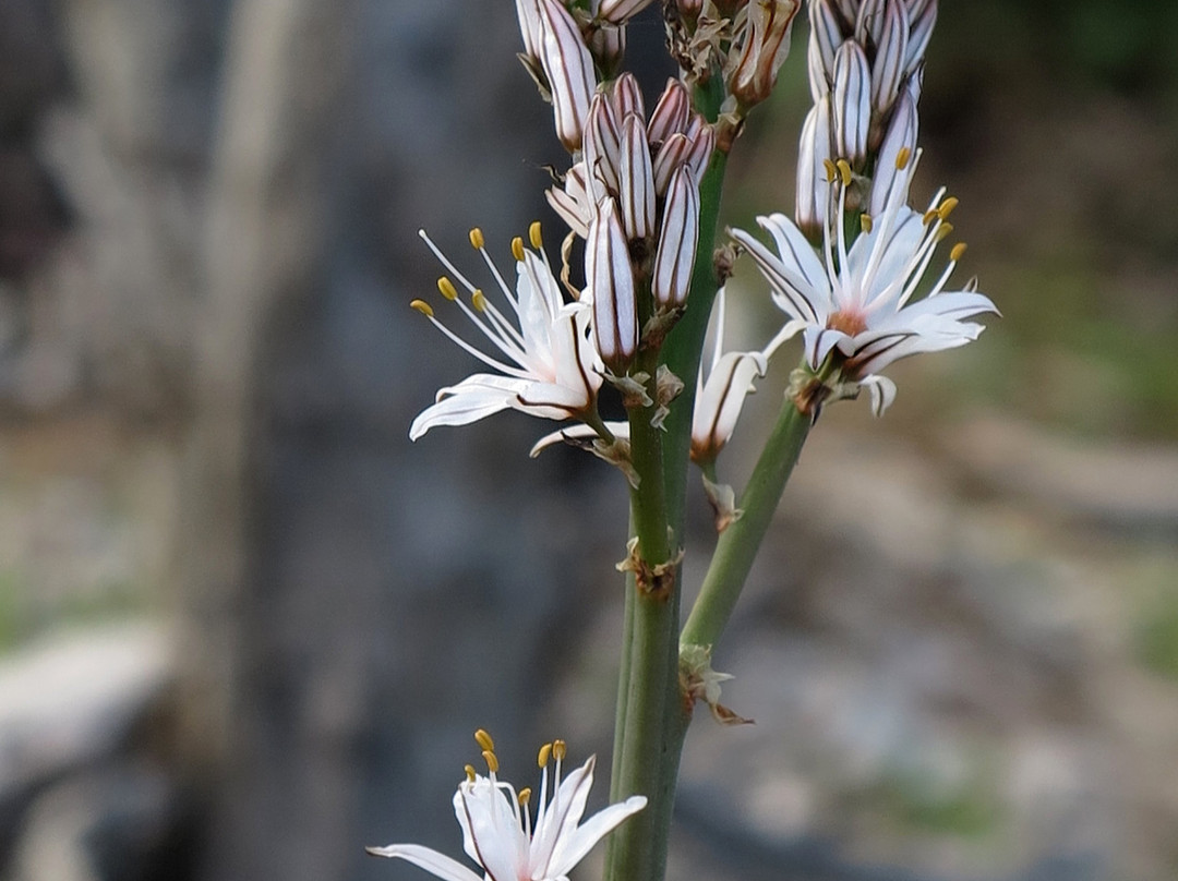 MA-10-Sol de Mallorca必去景点