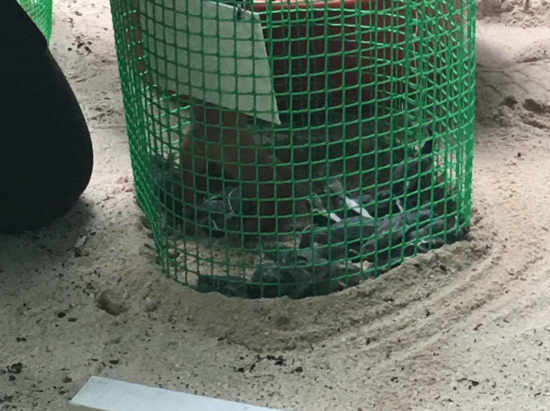 兰卡央岛-山打根必去景点