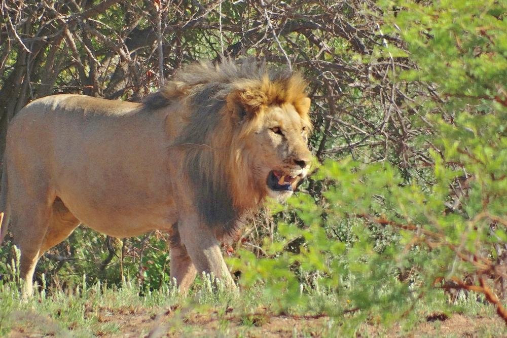 Heart of the Wild Tours & Safaris景点图片