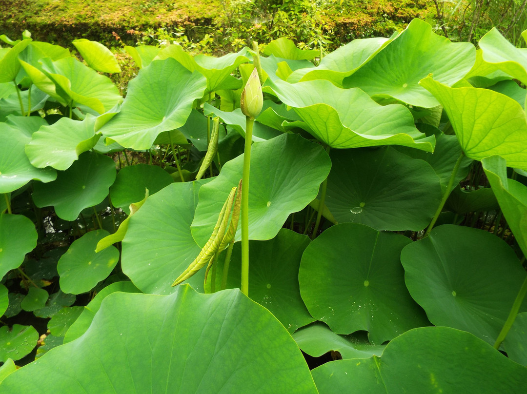 Ninomiya Seseragi Park-二宫町必去景点
