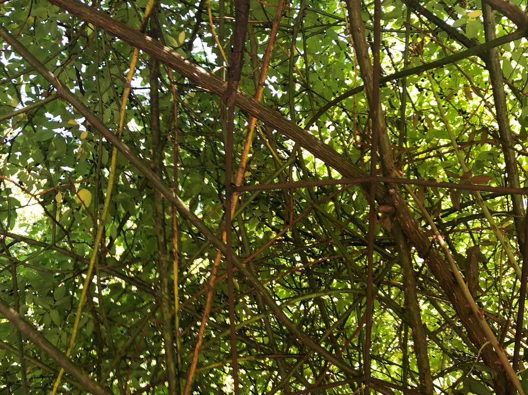Finnerty Gardens景点图片