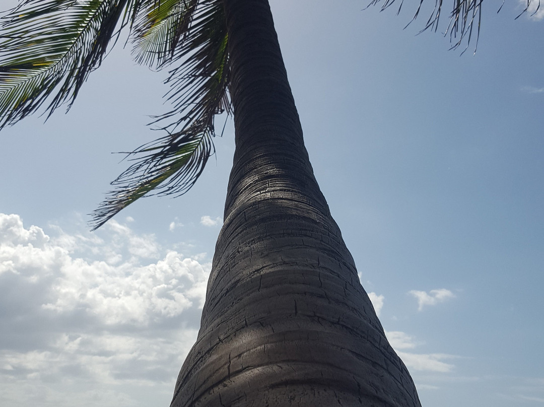Découverte des Dauphins avec Jean-Guy-Le Precheur必去景点