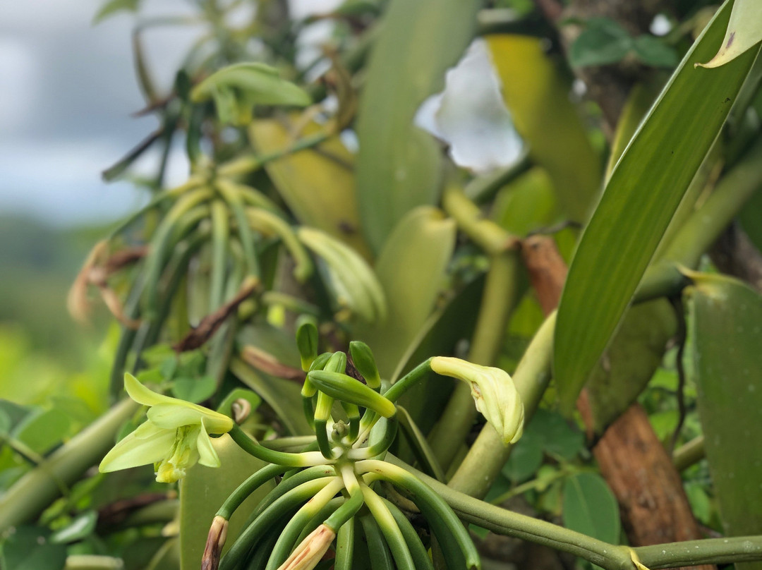 Plantation Beauvallon-Le Morne-Rouge必去景点