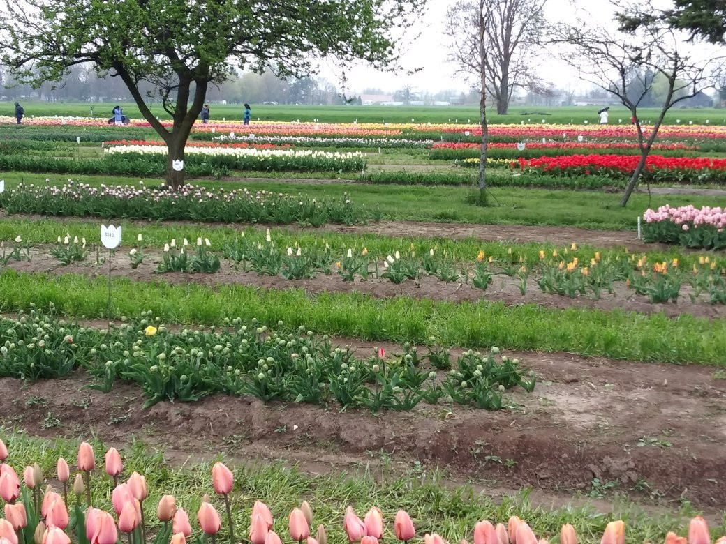 Van Raalte Farm-荷兰村必去景点