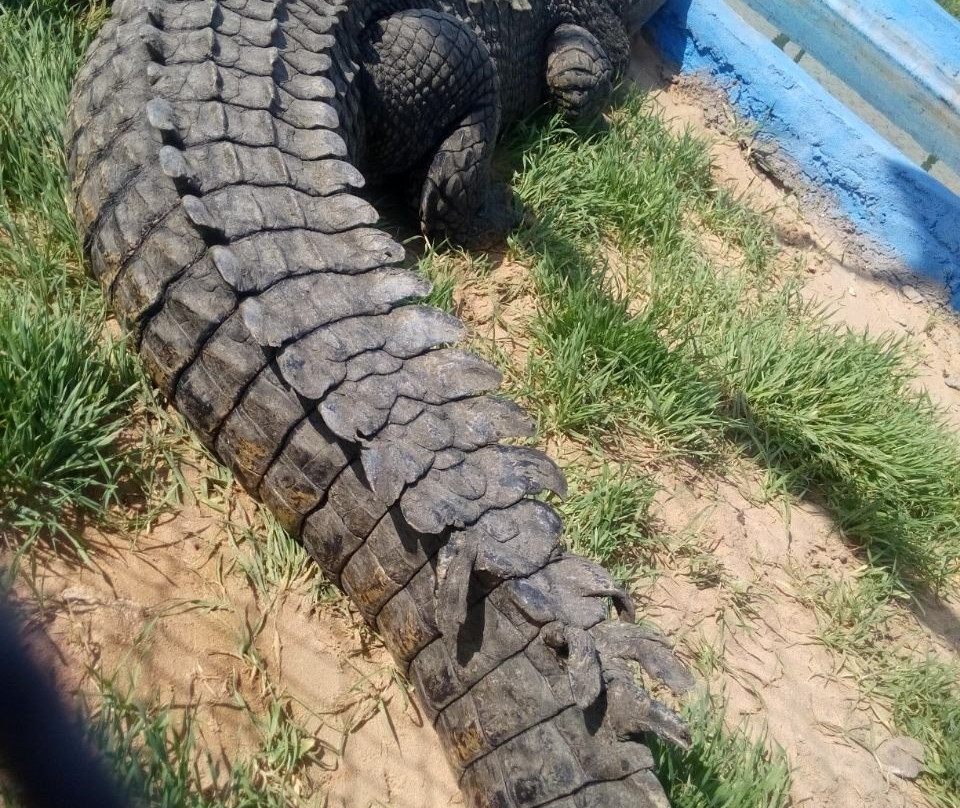 Noopak Crocodile park景点图片
