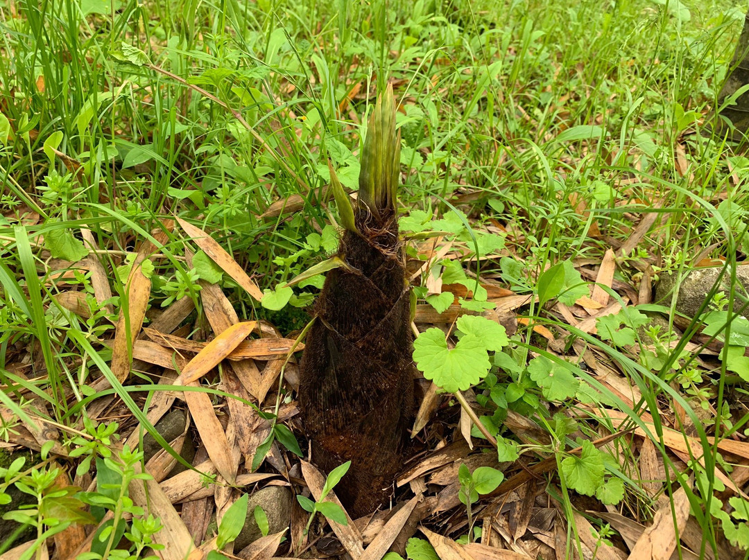 Shimizu Forest Park Yasuragino Mori-静冈市必去景点