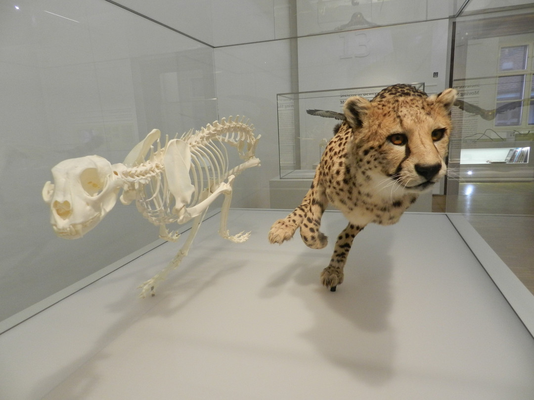 Natural History Museum-格拉茨城必去景点