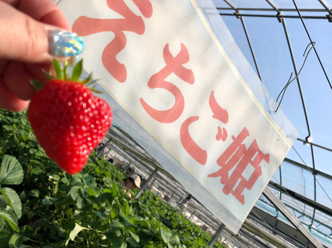 Yasuda Strawberry Farm-君津市必去景点