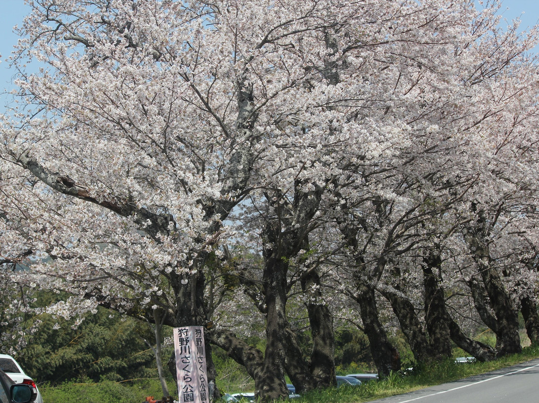 Kanogawa Sakura Park景点图片