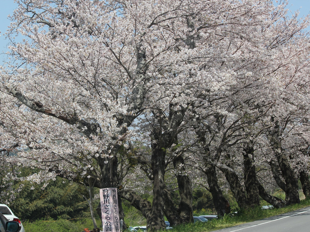 Kanogawa Sakura Park-伊豆之国市必去景点
