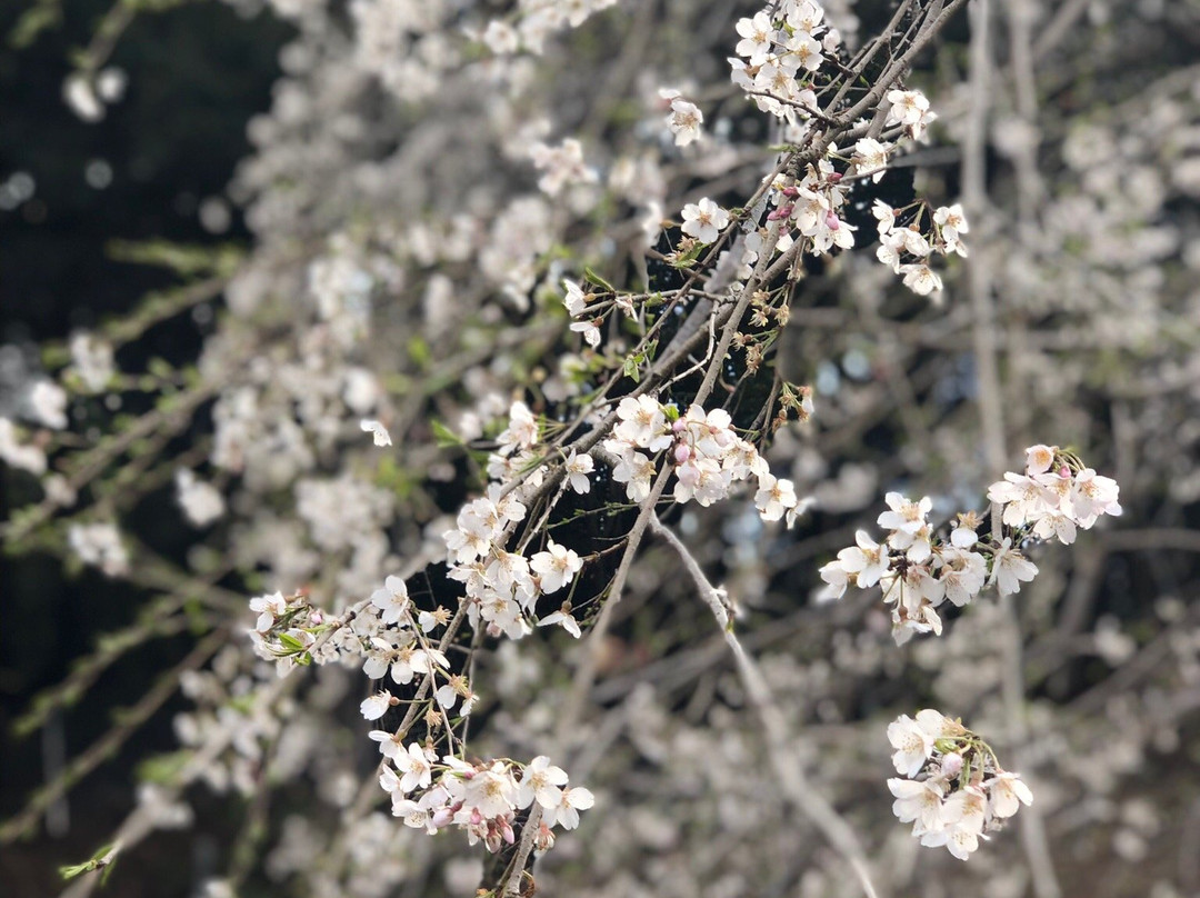 Okuyamada Weeping Sakura-冈崎市必去景点