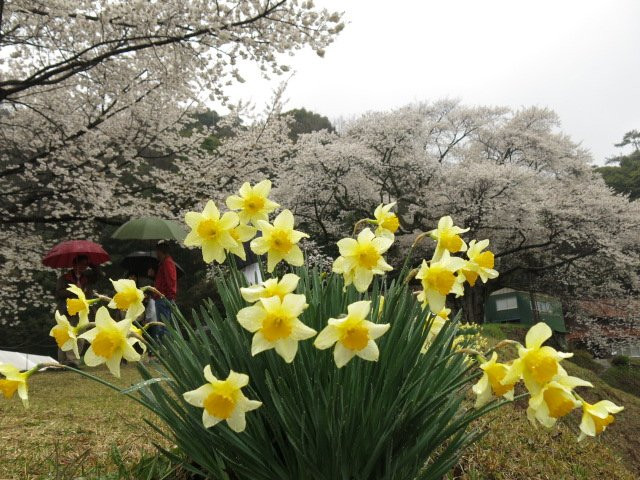 Misumi Obira Zakura-滨田市必去景点