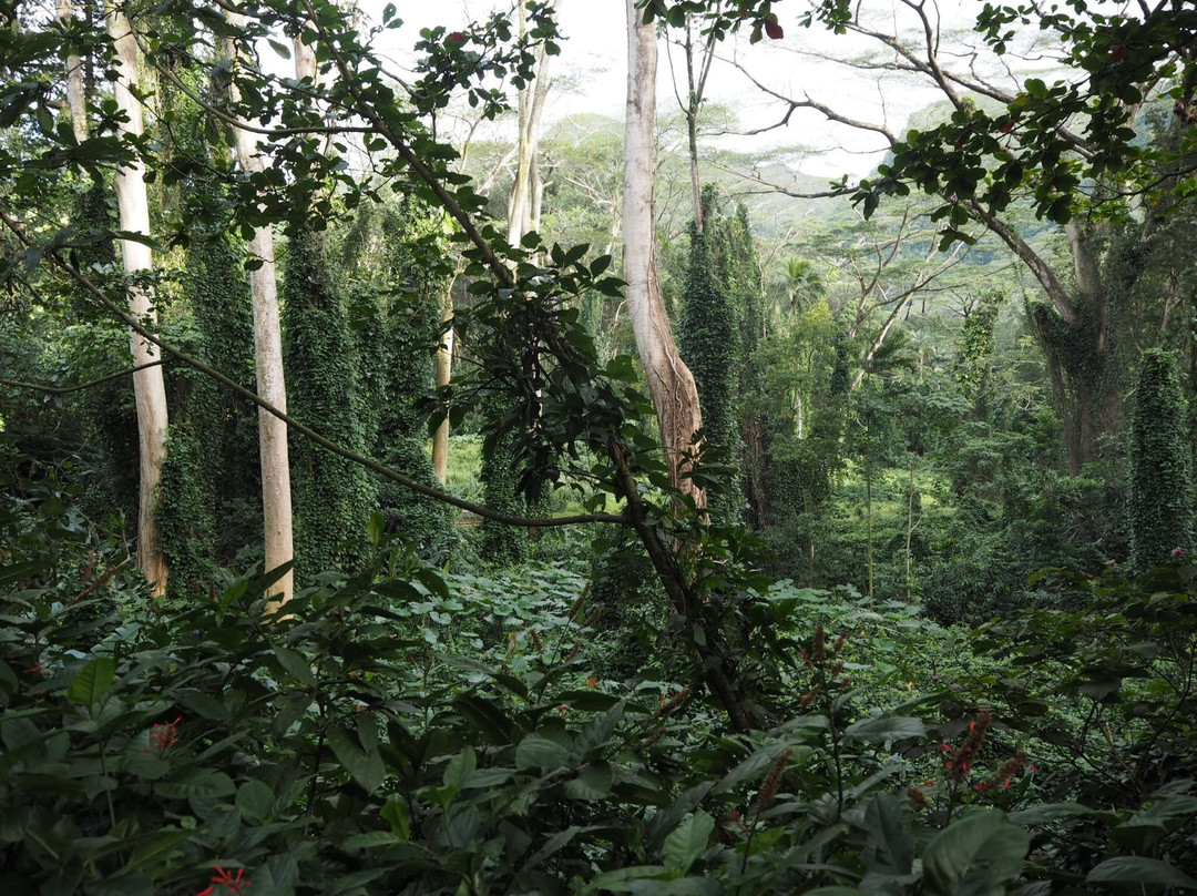 玛诺亚瀑布-火奴鲁鲁必去景点
