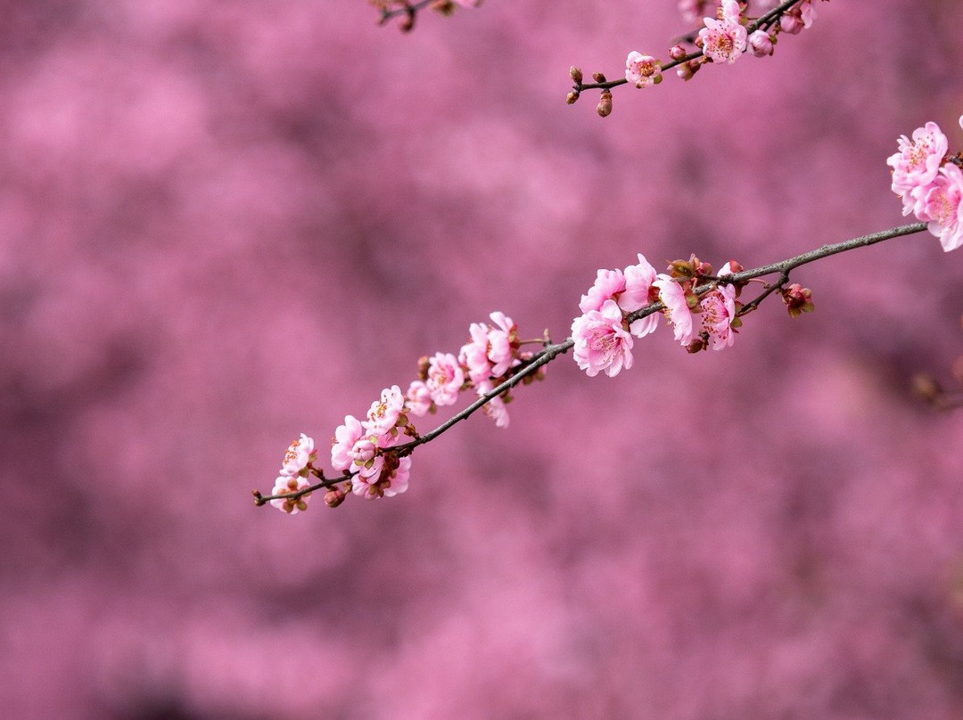 东湖梅园-武汉市必去景点