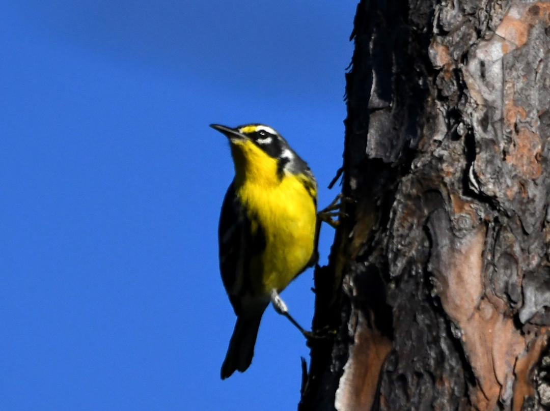 Archaeopteryx Birding and Nature Tours景点图片