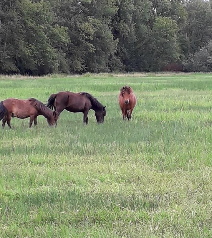 Poney Club Chailly-En-Bière景点图片