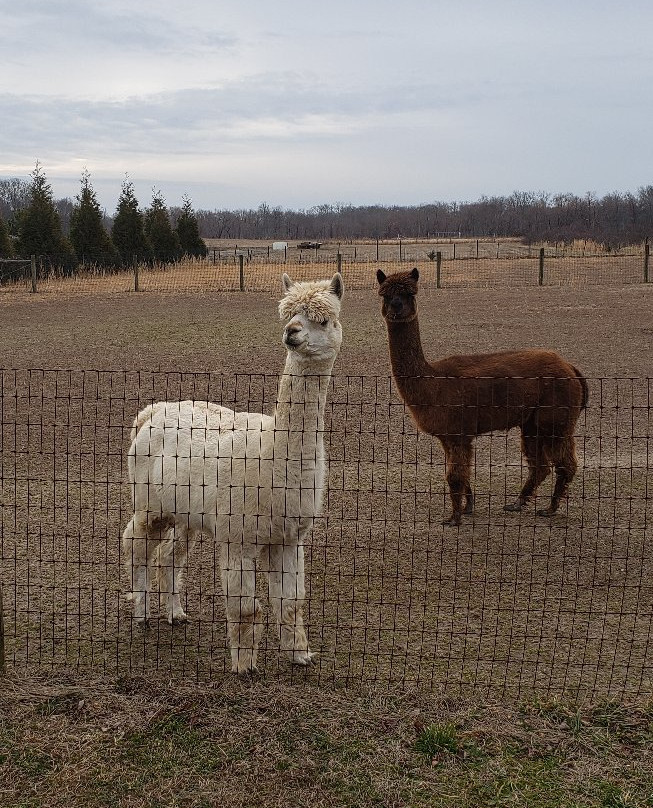 Bay Springs Farm Alpacas景点图片