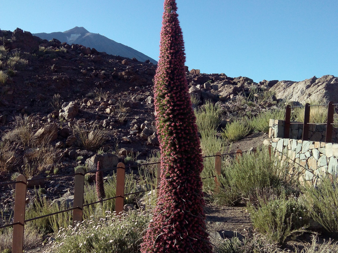 Teide National Park-Vilaflor必去景点