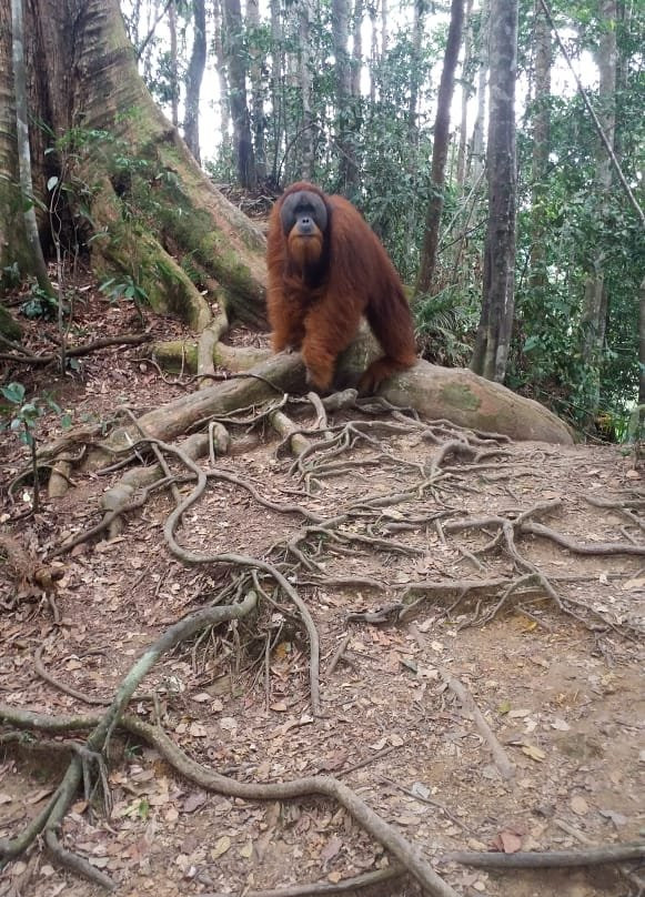 Sumatra Tour & Travel-武吉拉旺必去景点