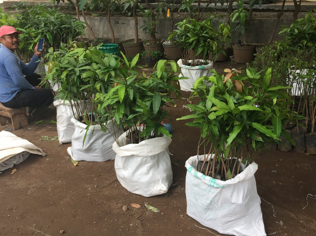 Kebun Percobaan Cukurgondang-巴苏鲁安必去景点