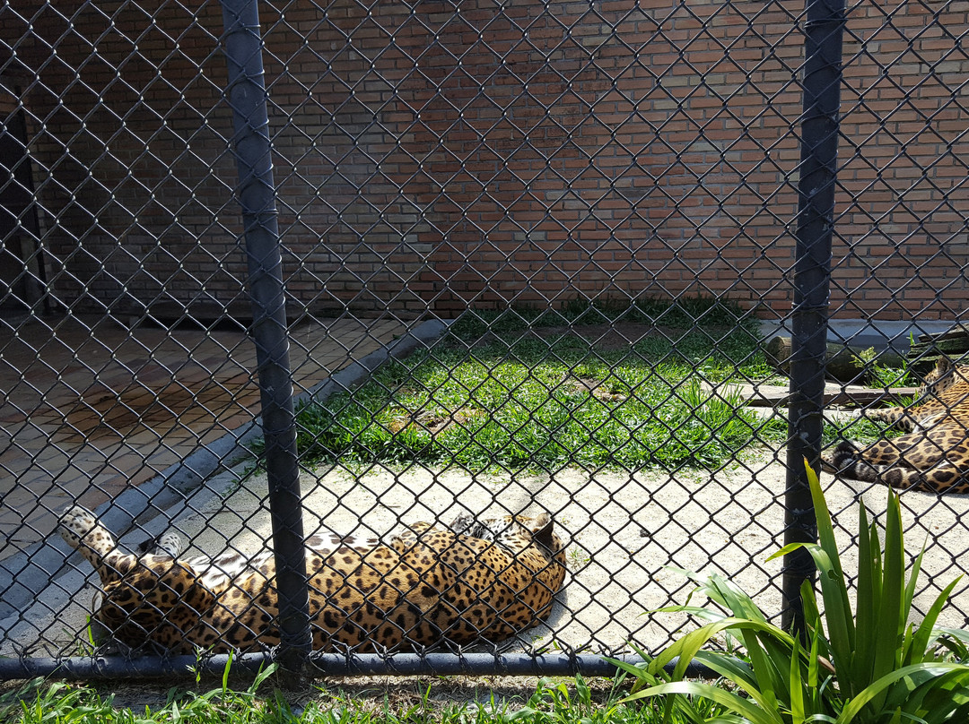 Zoológico Municipal de Curitiba景点图片