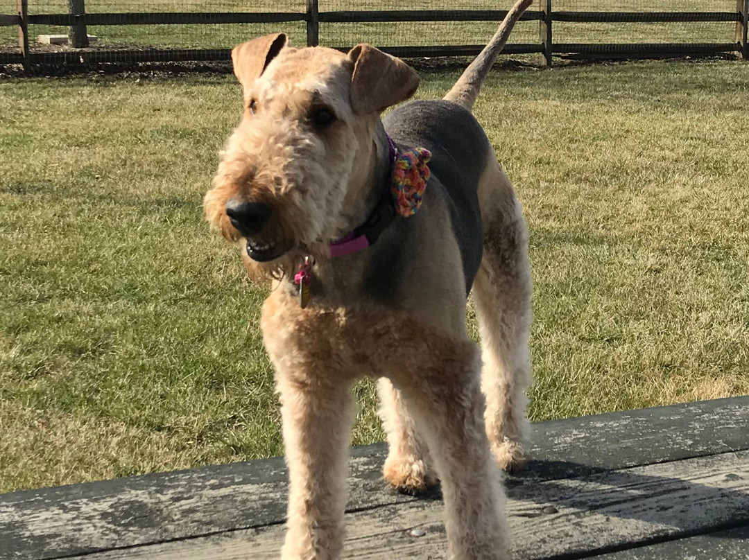 Fetch Dog Park-Danville必去景点