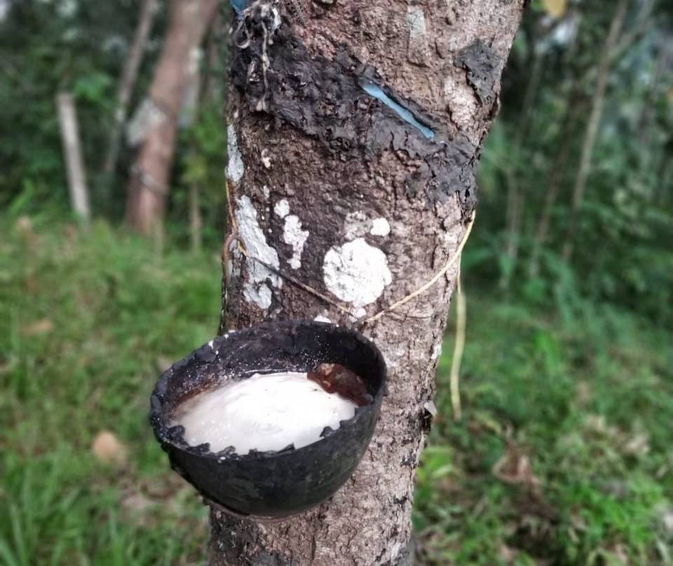Arippara Waterfalls-科泽科德必去景点