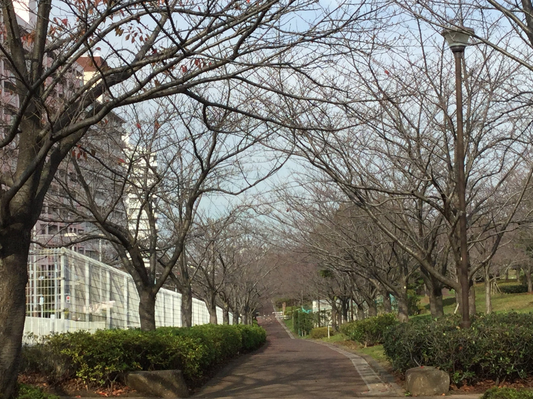 Komatsugawa Sembonzakura景点图片