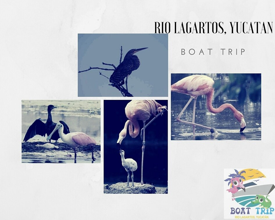 Boat Trip Rio Lagartos景点图片