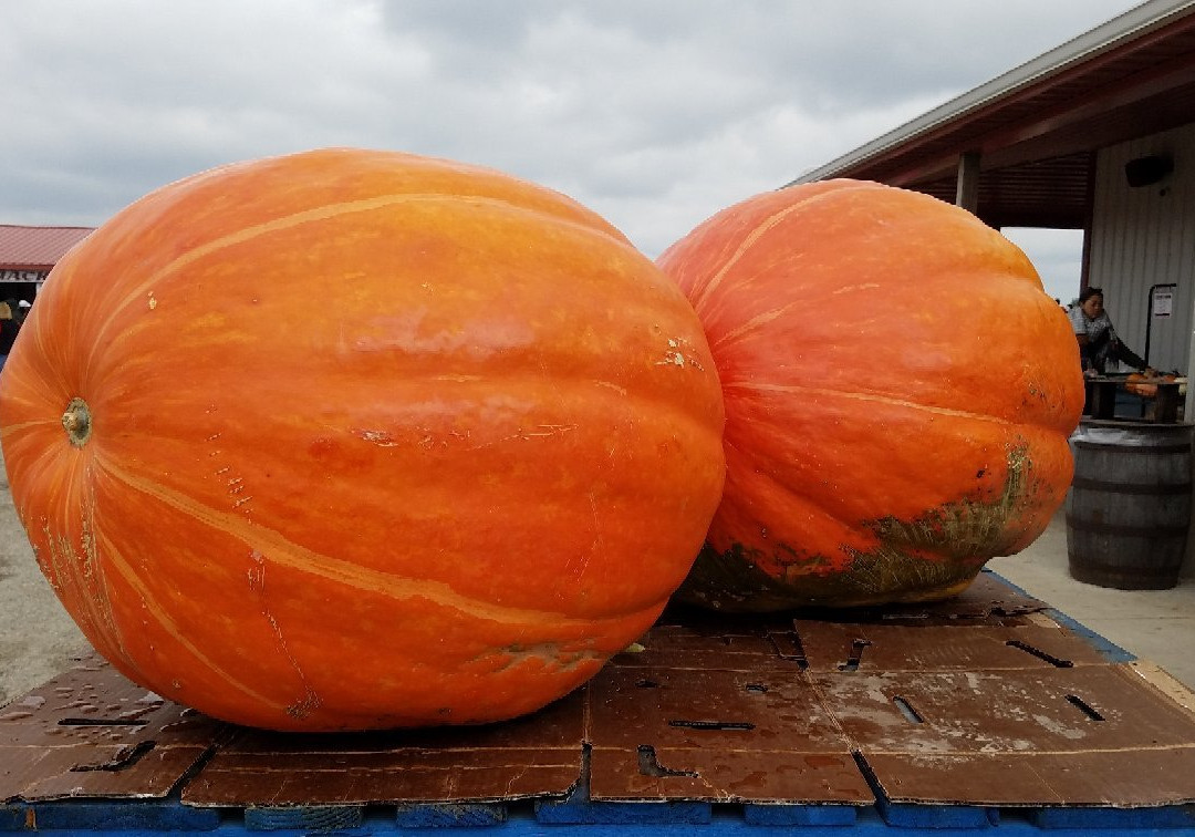 Lynd's Fruit Farm-Pataskala必去景点