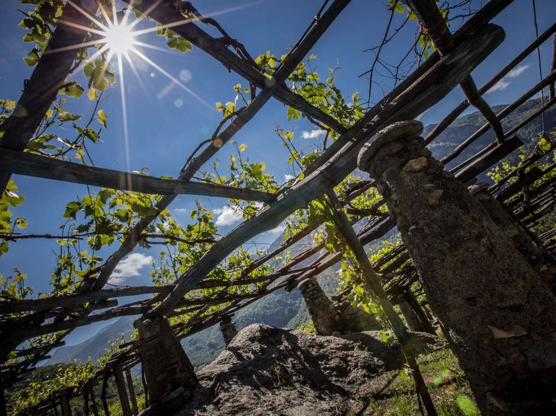 Cantina Produttori Nebbiolo di Carema景点图片