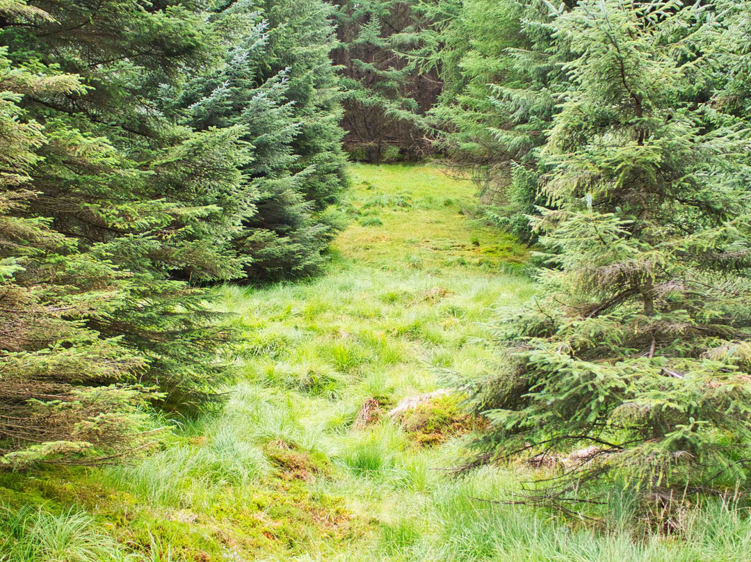 Tyndrum Community Woodland景点图片