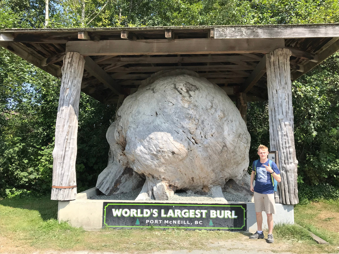 World 's largest Burl景点图片