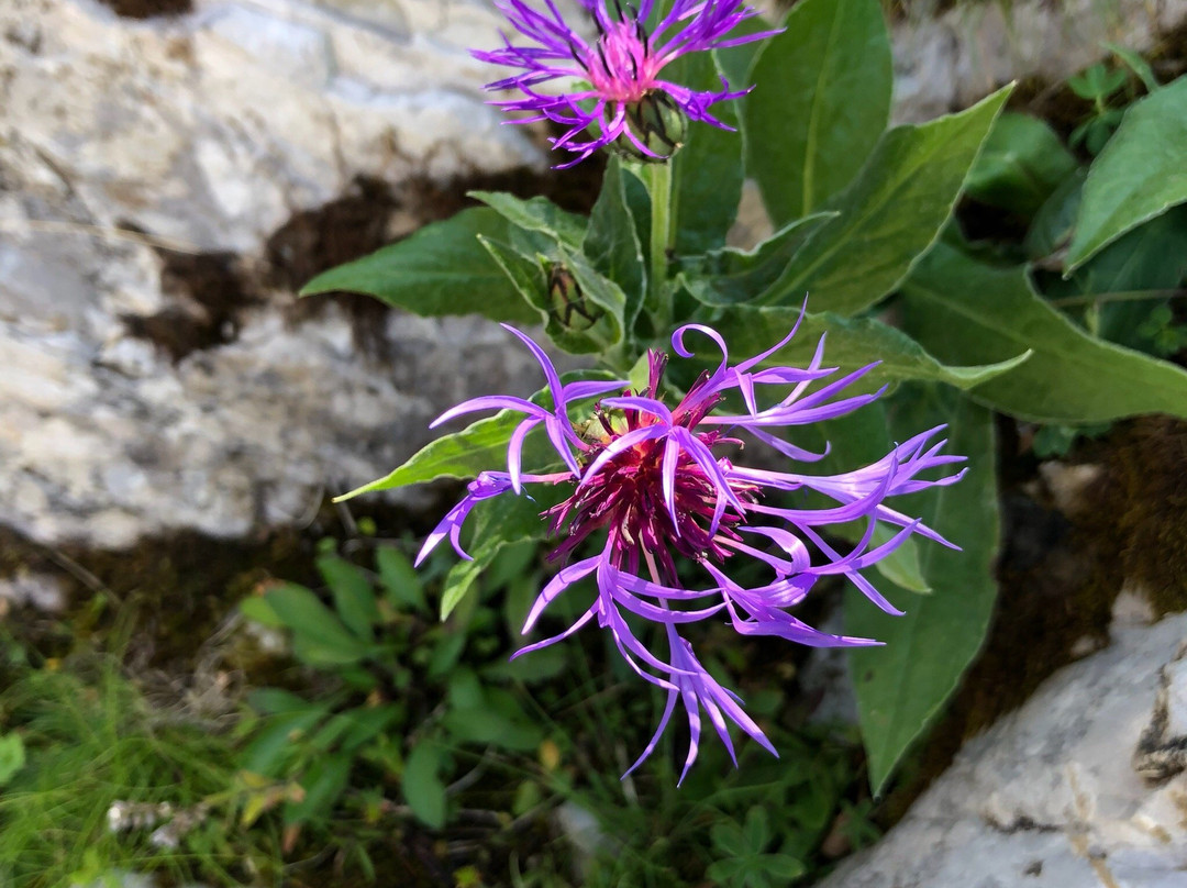 Alpine Garden La Rambertia-蒙特勒必去景点
