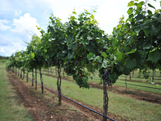 Fiesta Vineyard & Winery-Lometa必去景点