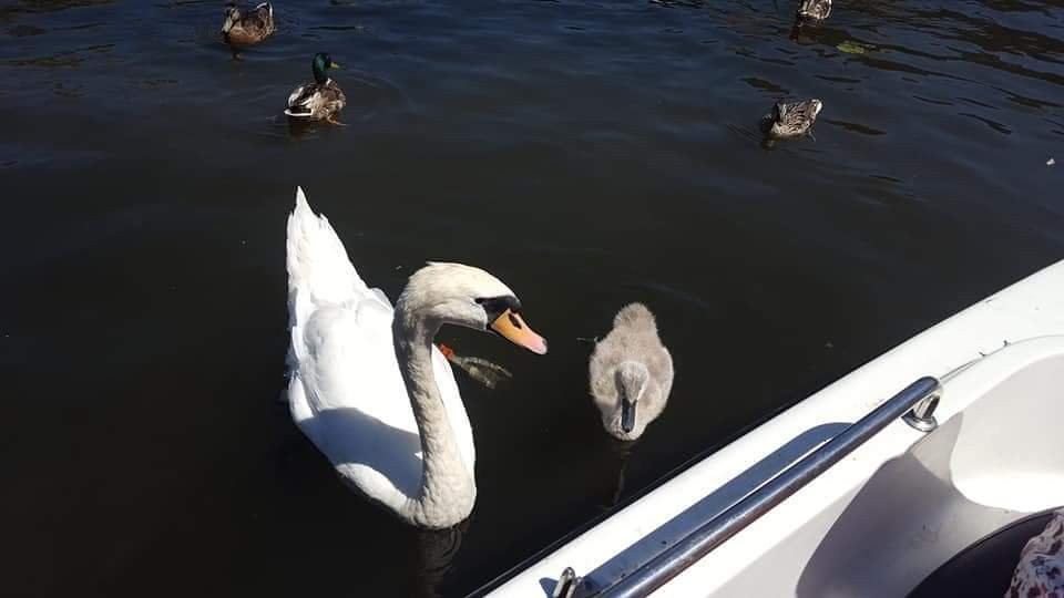 Cambs Boat Hire景点图片