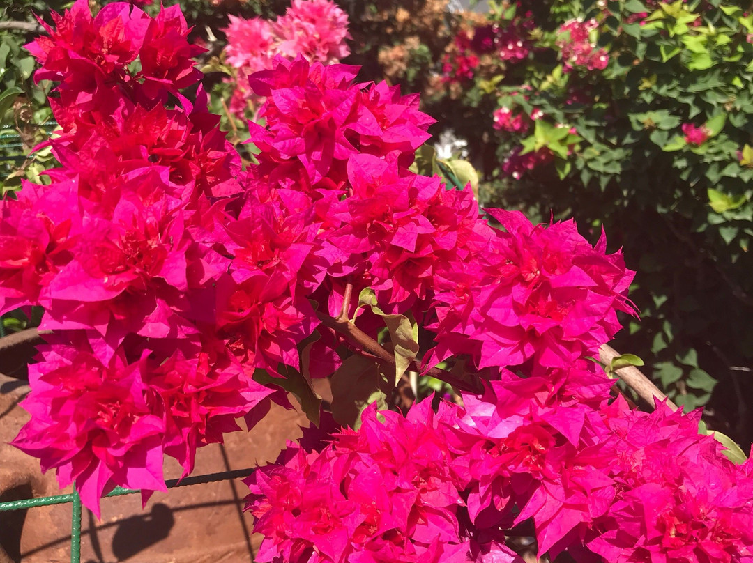 Hotel Angelika主图