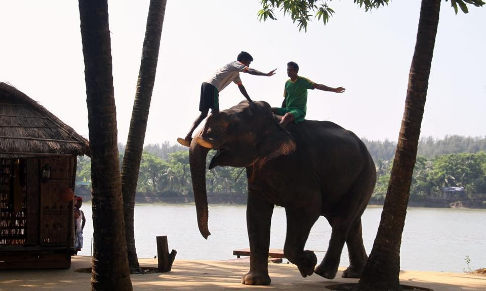 Elephant Show景点图片