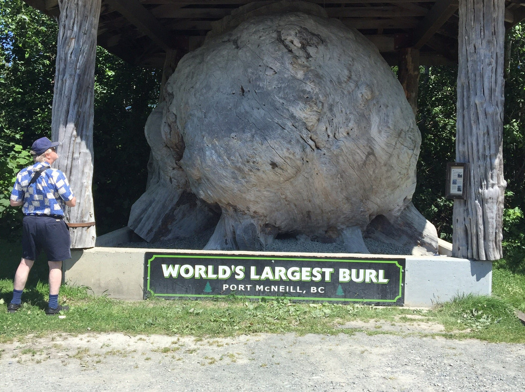 World 's largest Burl景点图片