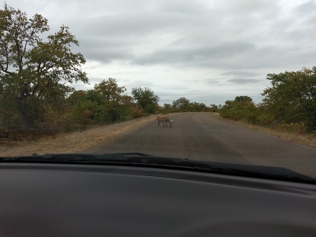 Game drives at Phalaborwa Gate in Kruger National Park景点图片