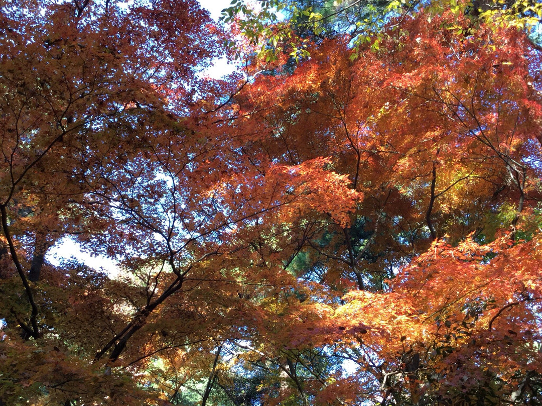 The University of Tokyo, Tanashi Forest景点图片