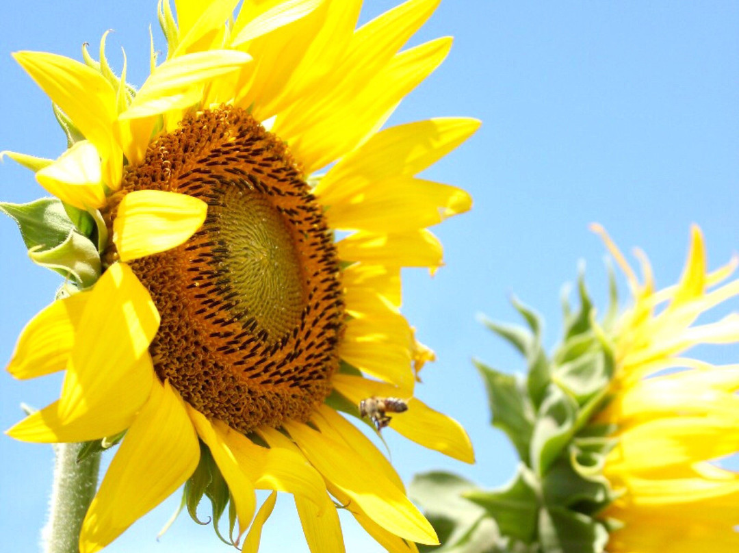 El Santuario de Los Girasoles-Balancan必去景点