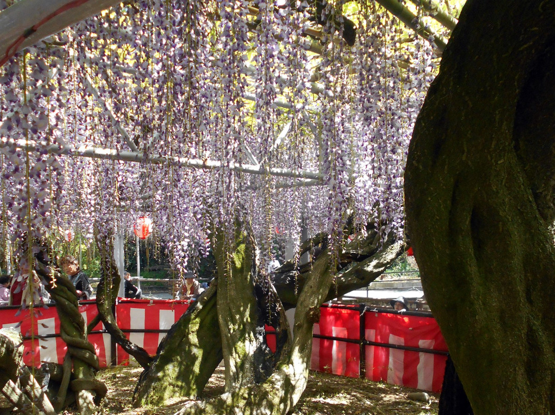 Nakayama Oto Festival-柳川市必去景点
